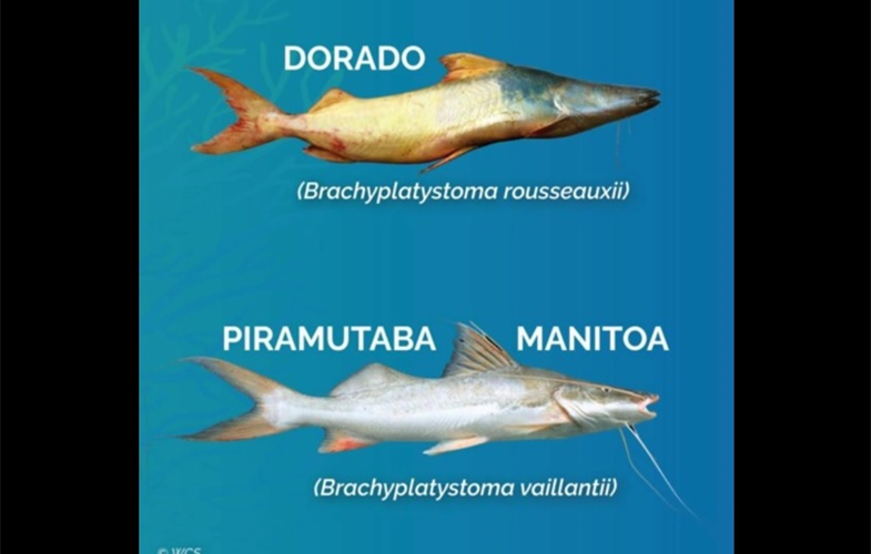 Dorado and Manitoa catfish. Graphic ©WCS 